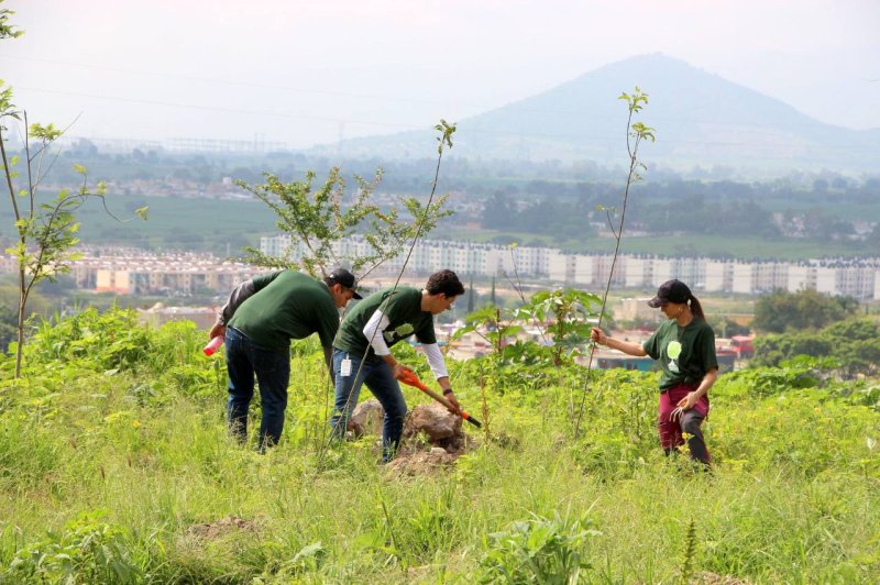 Avanza reforestación en el Bosque Urbano de Tlajo
